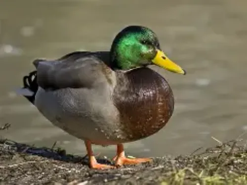 Duck roast