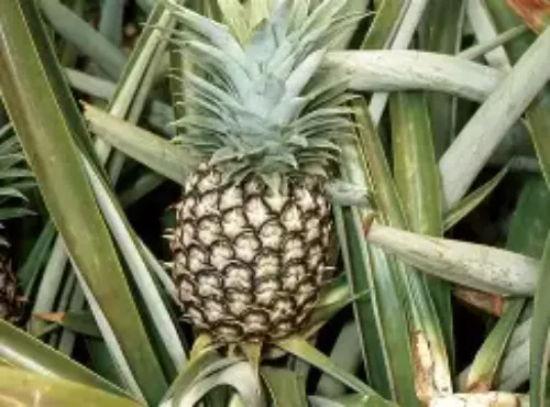 Pineapple Fresh Juice
